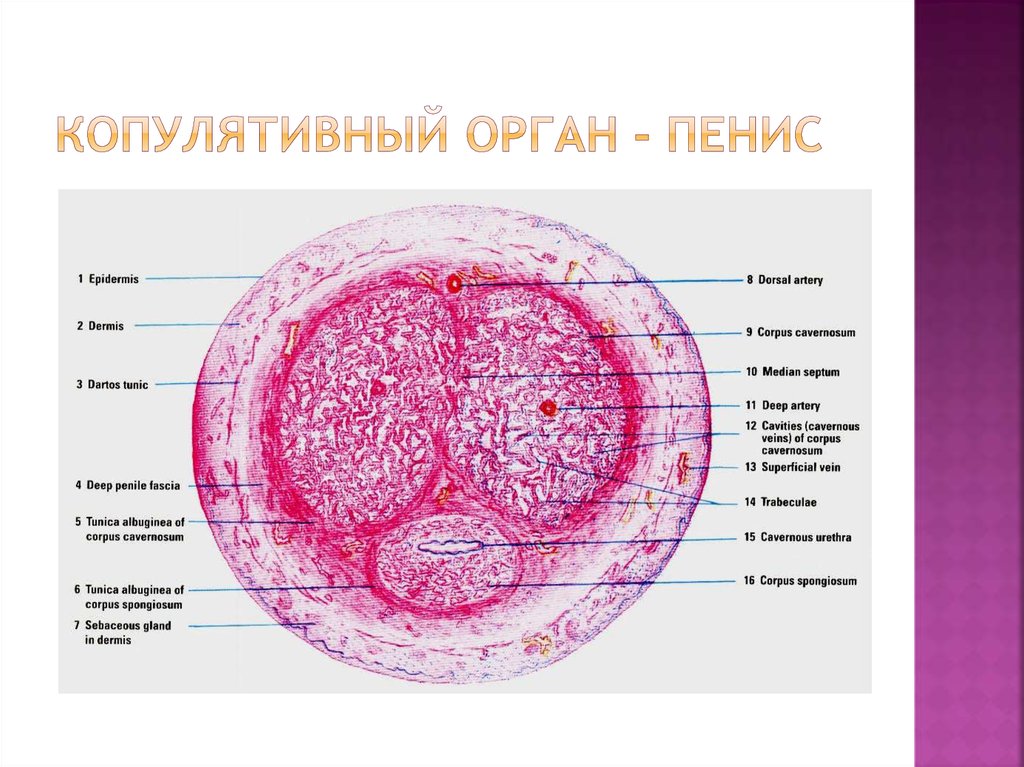 Копулятивный орган - Пенис