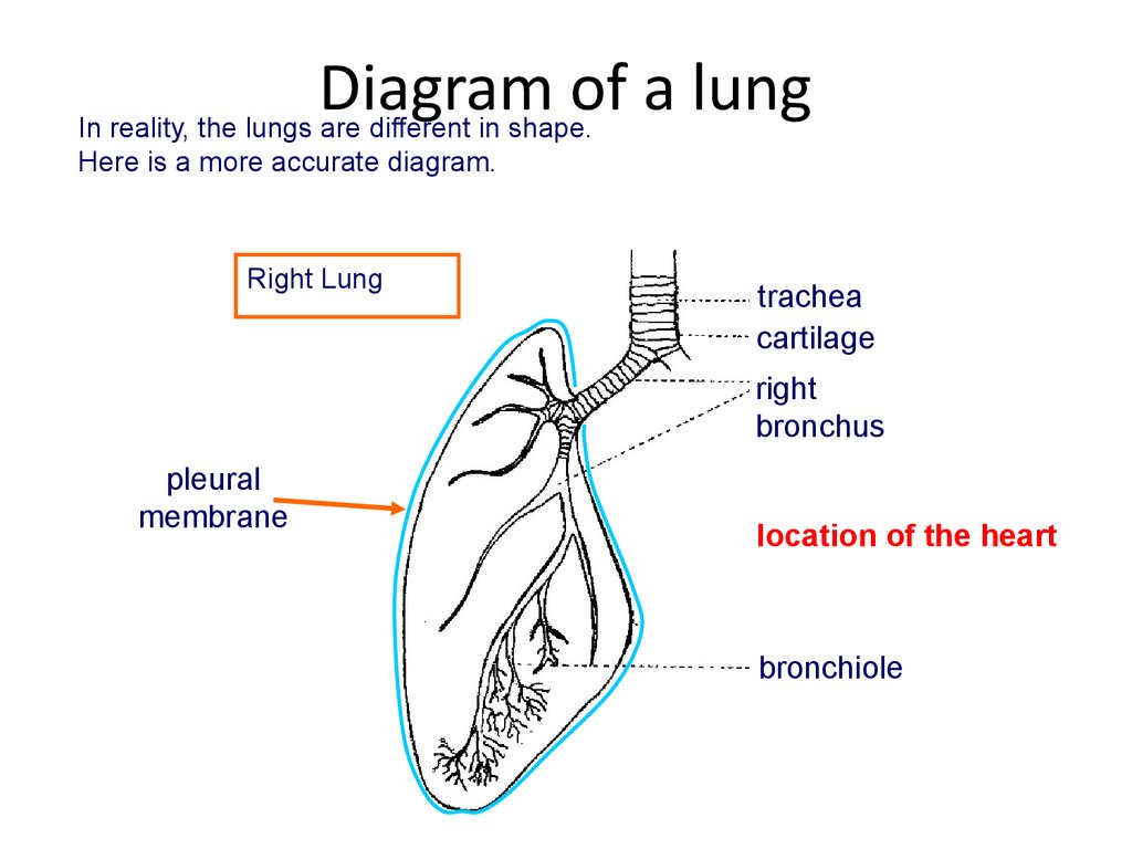 Ks4 Biology  The Breathing System