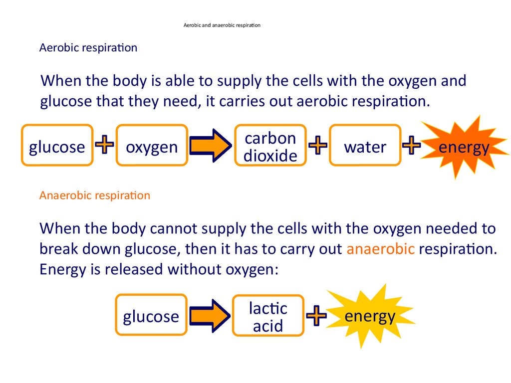 gcse-biology-anaerobic-respiration-plants-youtube