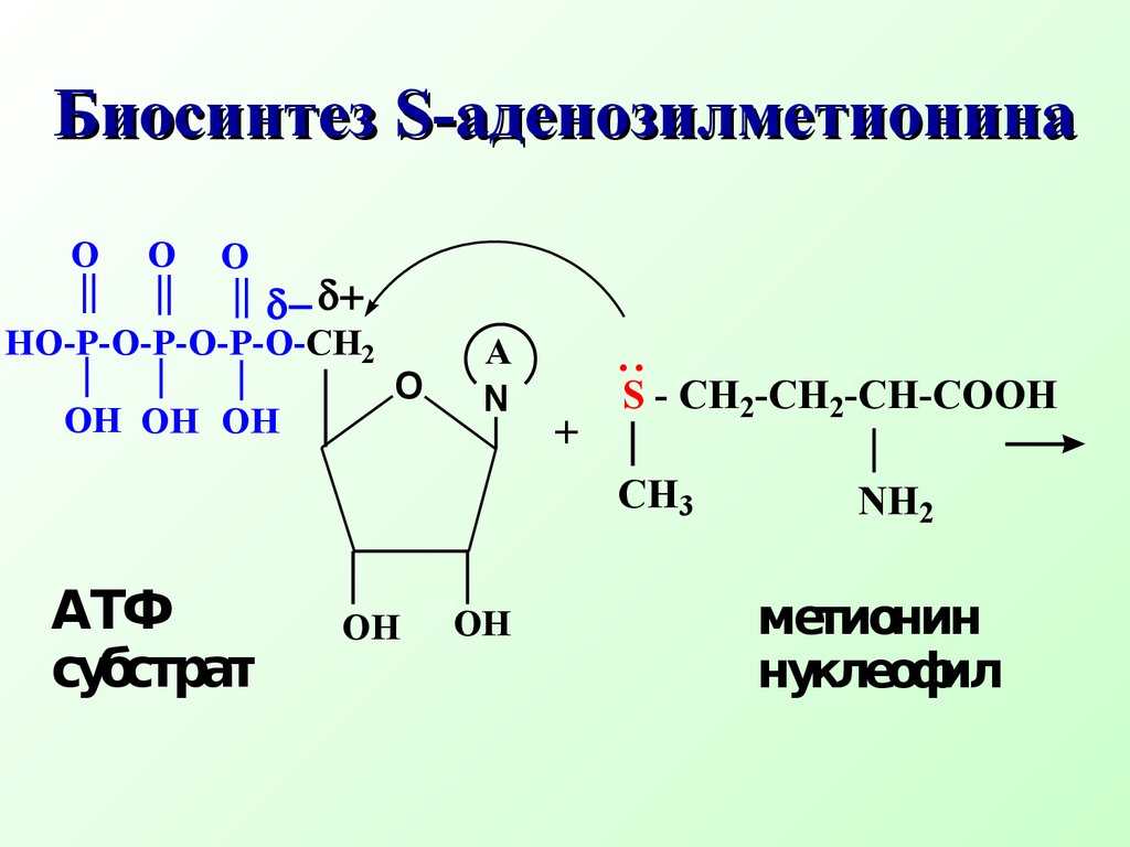 Биосинтез S-аденозилметионина