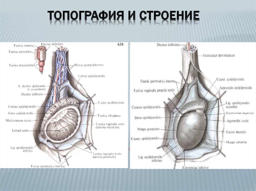 Мужские яички схема