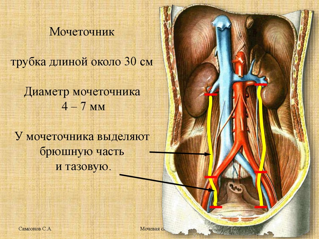 Где находится мочевой пузырь у человека фото у мужчин