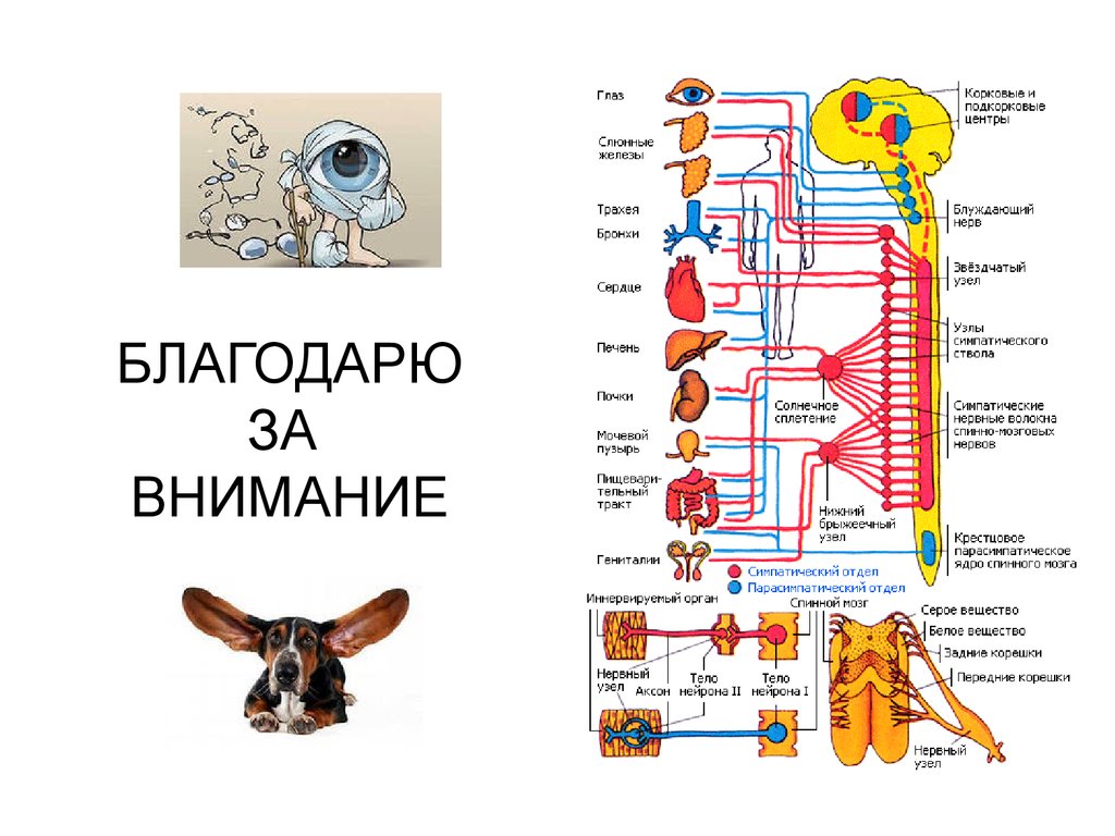 Какой отдел вегетативной нервной системы контролирует изменение зрачка глаза на рисунке