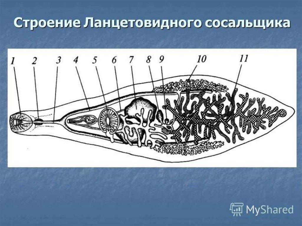 Слюноотделение голова болит