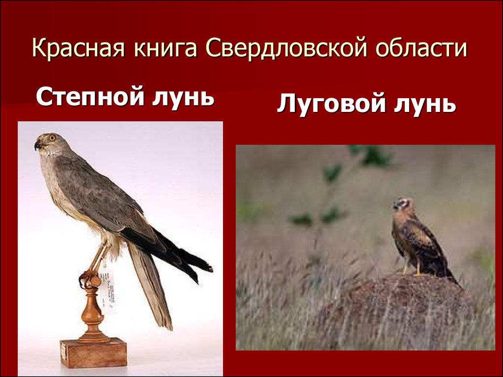 Животные из красной книги свердловской области фото с описанием