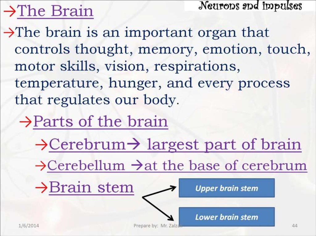 Neurons and impulses