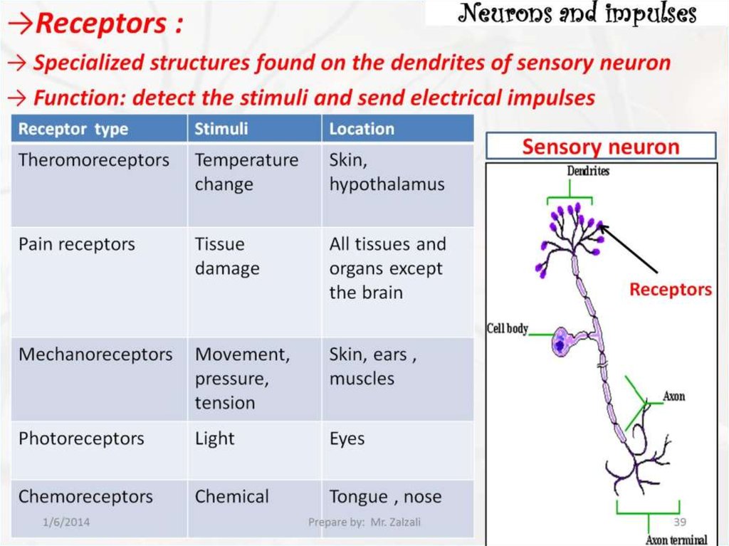 Neurons and impulses