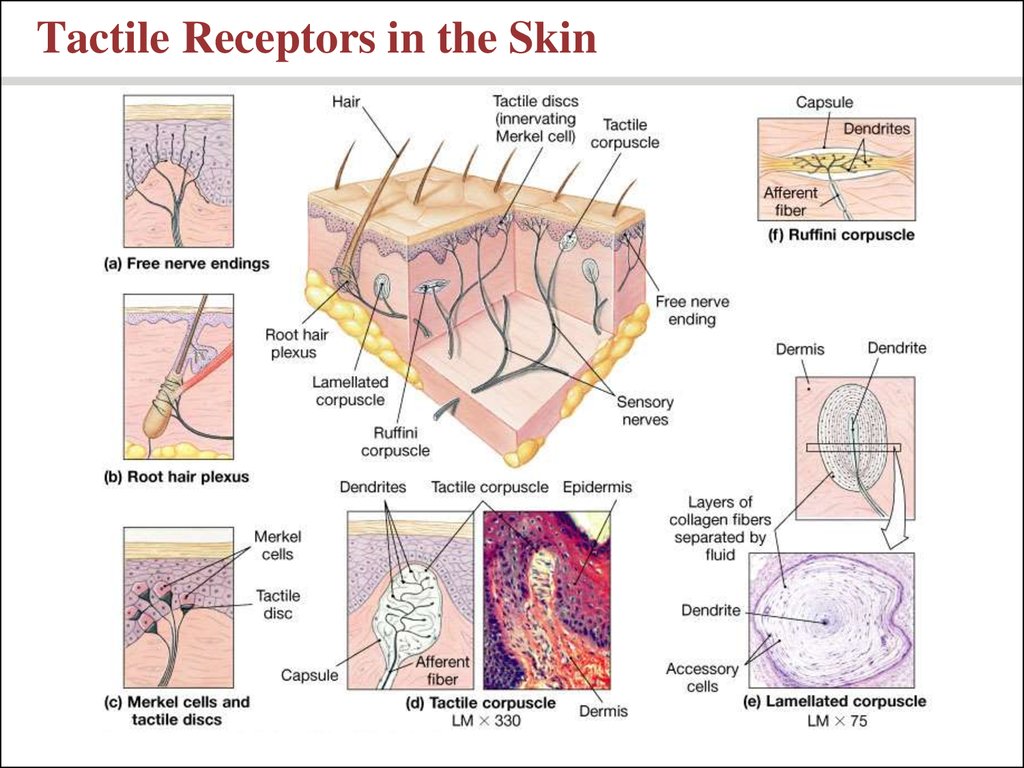 What Is The Definition Of Tactile Receptors