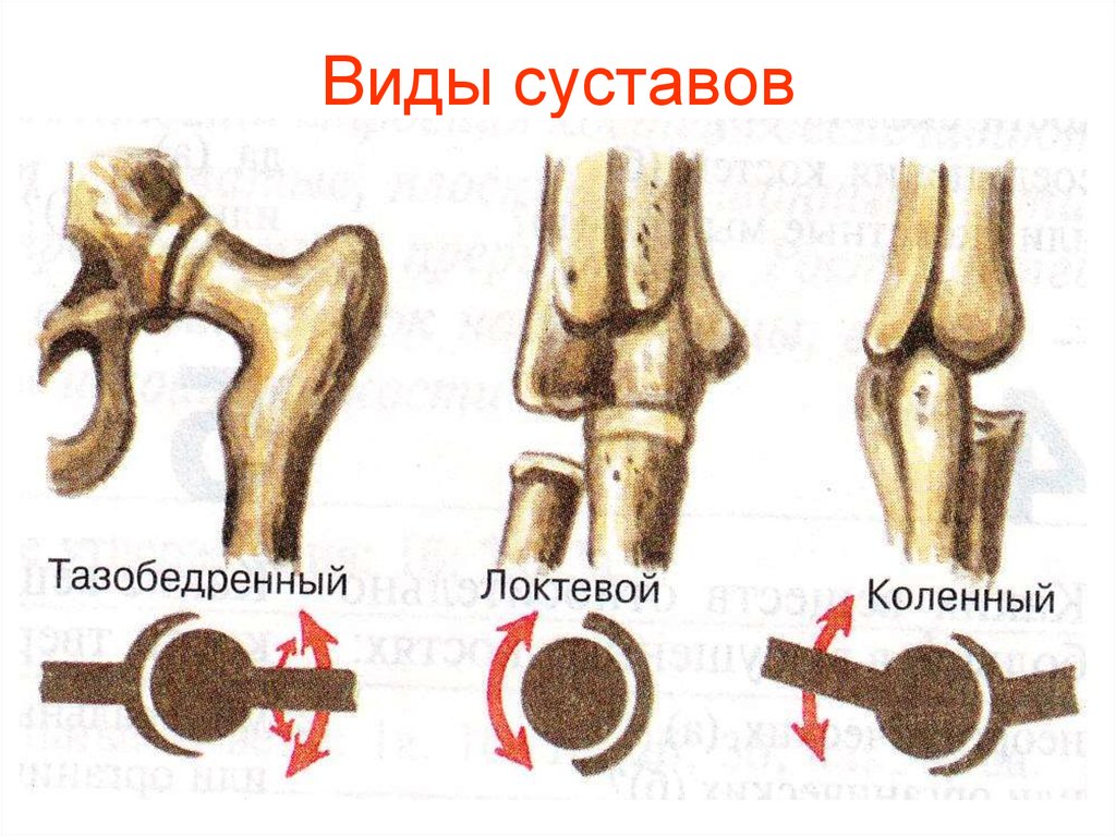 Рисунок сустава биология 8 класс