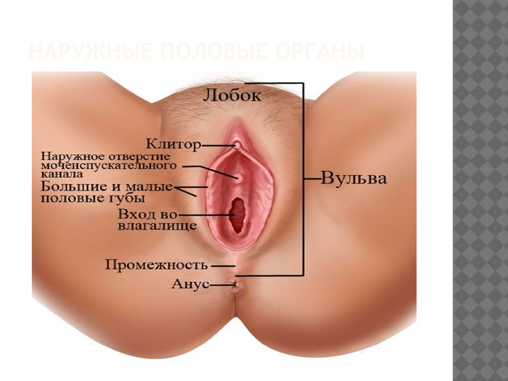 Succhia vagina