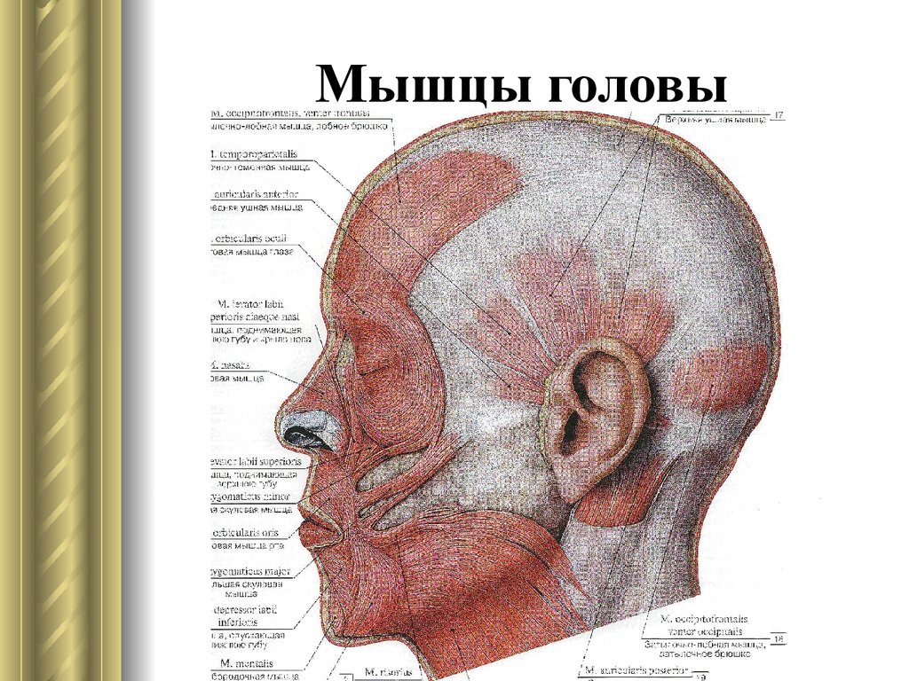 Анатомия головы и шеи человека фото с описанием