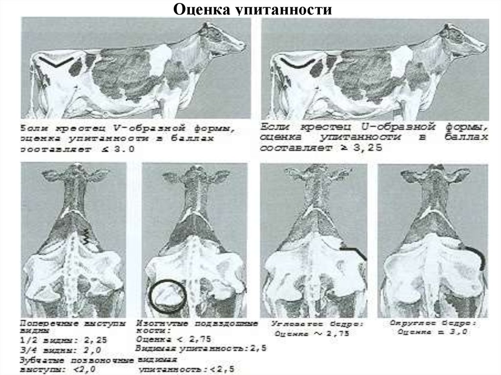 Стельность коровы по месяцам картинки