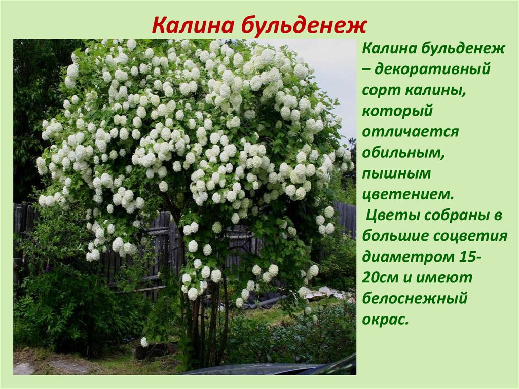 Картинки бульденеж цветы