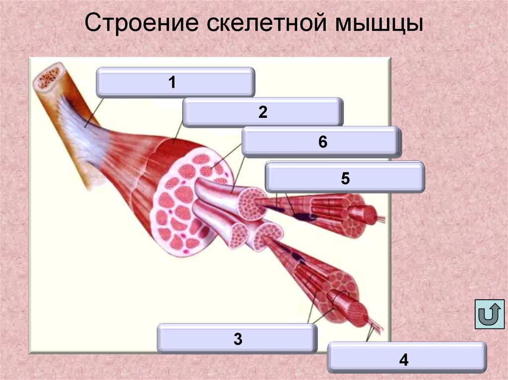 Рисунок строение скелетной мышцы