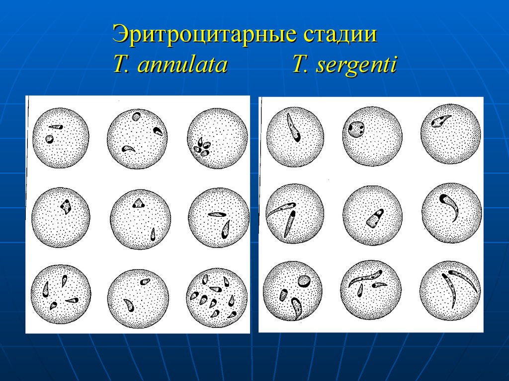 определение паразитов в организме человека определение паразитов в организме человека