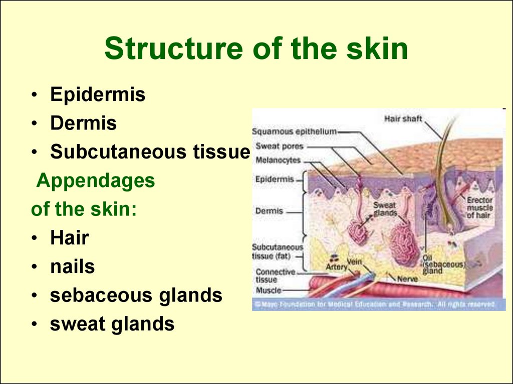 functions-of-the-skin