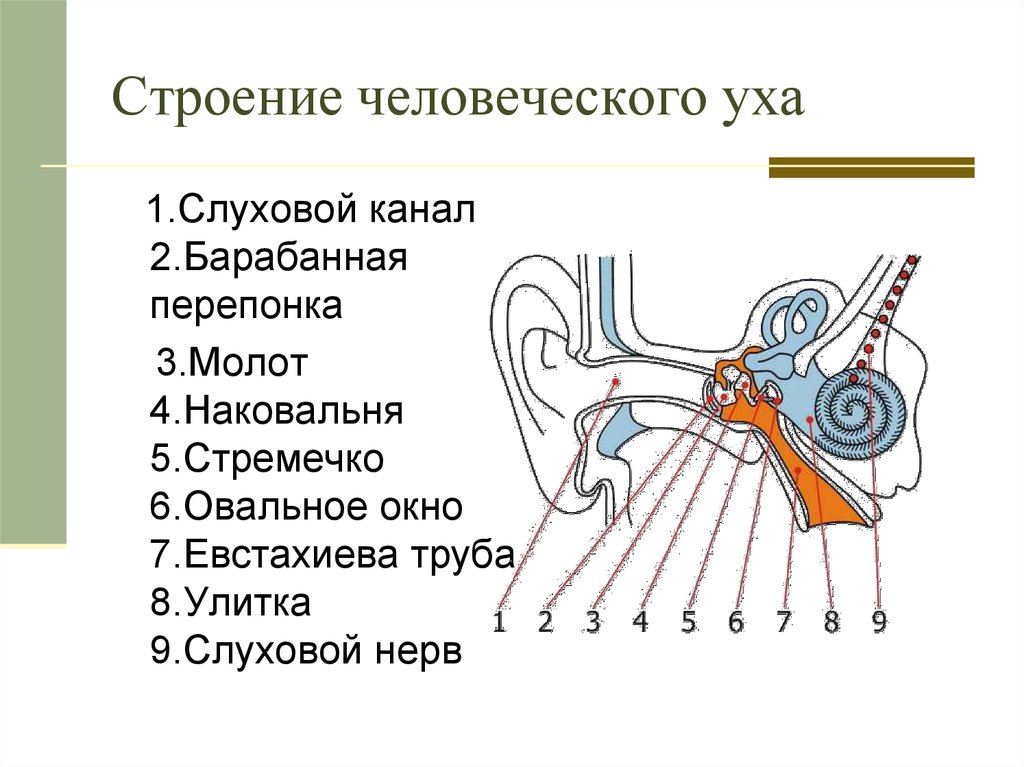 Строение уха анатомия рисунок