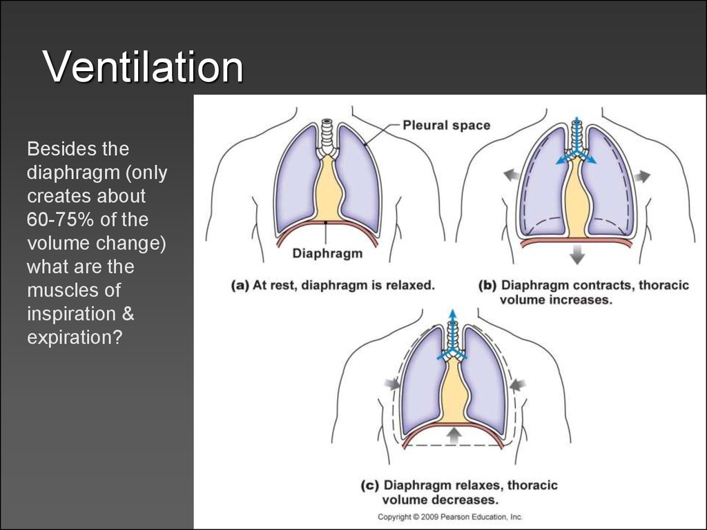 Respiratory physiology - презентация онлайн