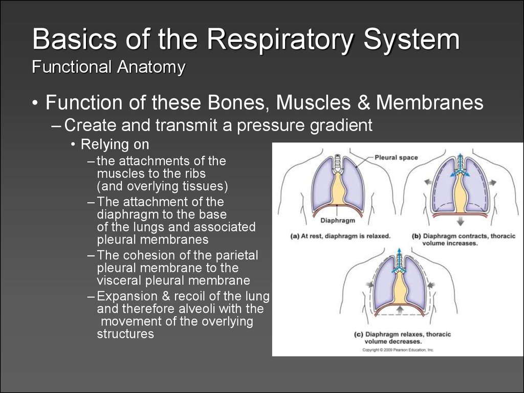 Respiratory physiology - презентация онлайн