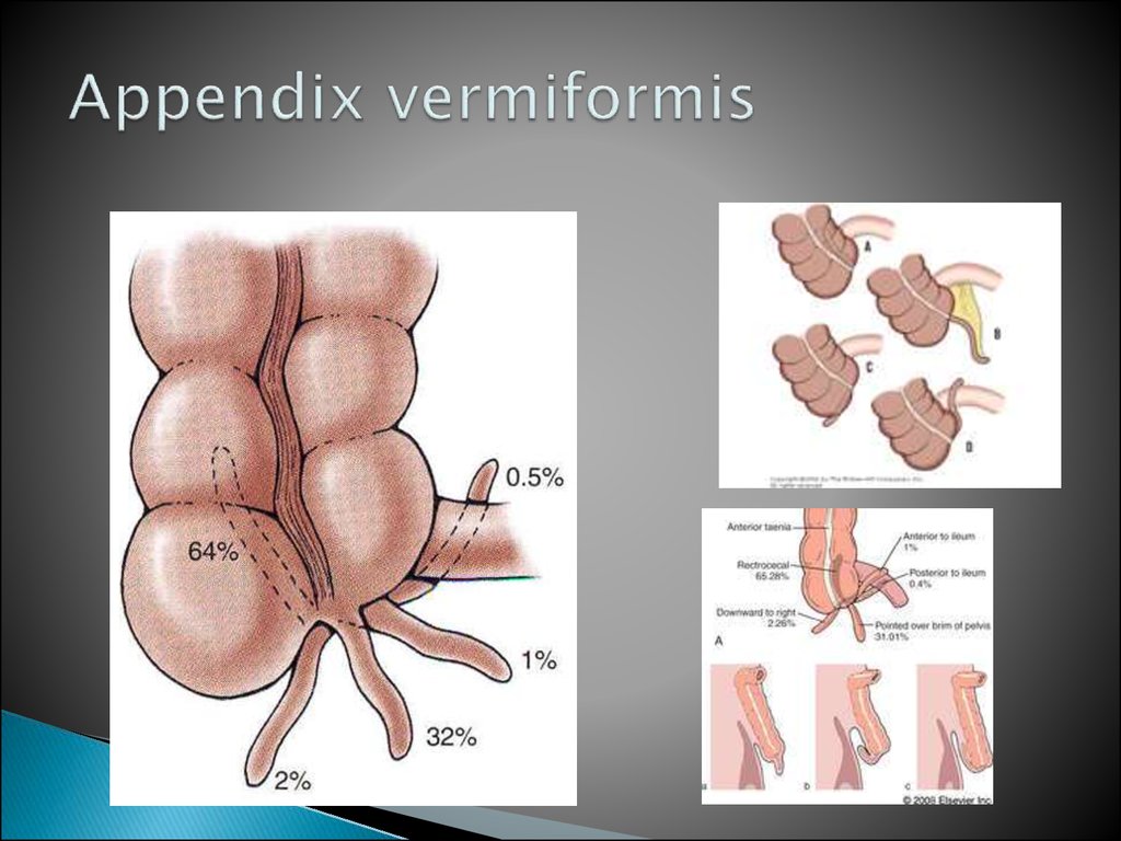 Clinical anatomy of abdominal cavity - online presentation