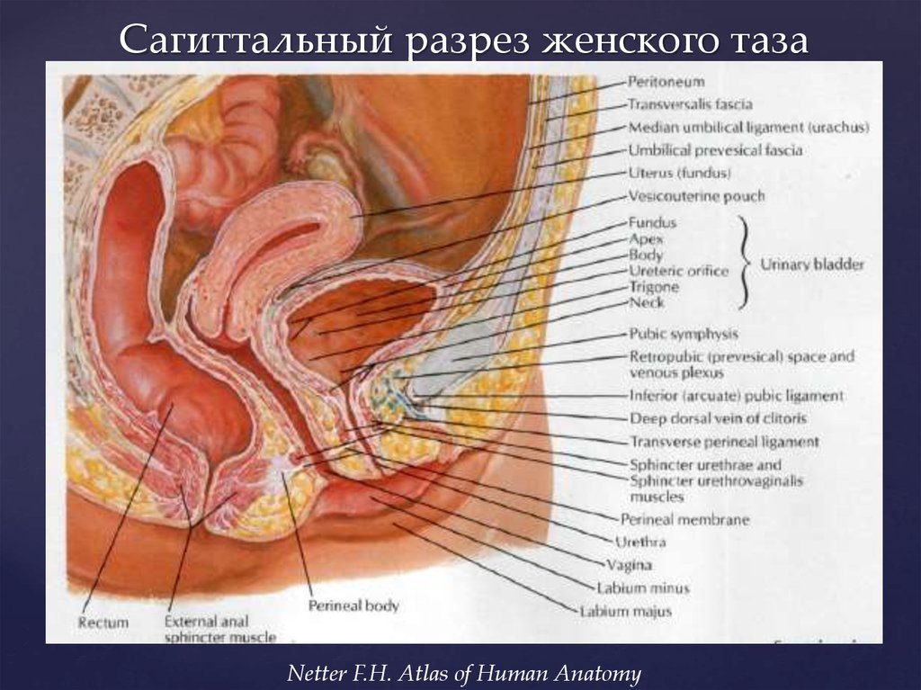 Женская анатомия по гинекологии в картинках