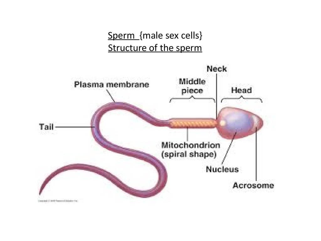 Diagram Of Male Sperm 79