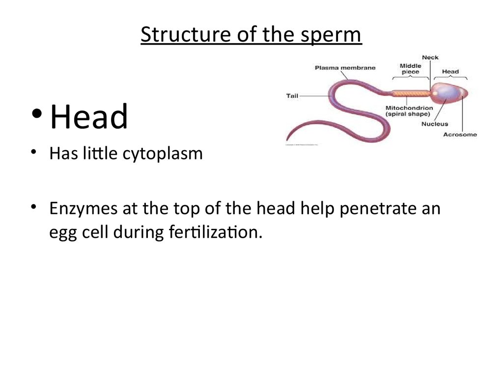 Male reproductive system - презентация онлайн