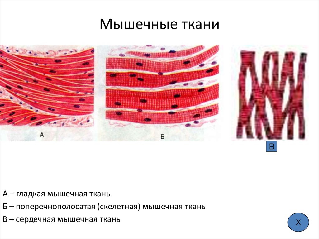 Скелетная мышечная ткань рисунок