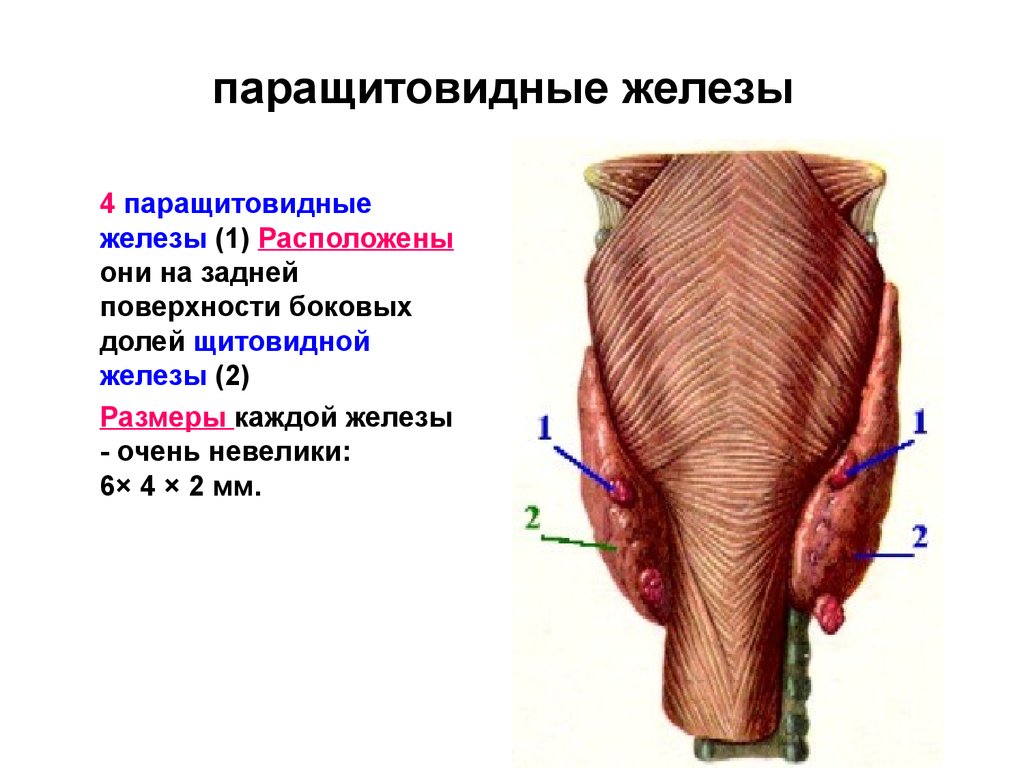 Паращитовидная железа рисунок с подписями