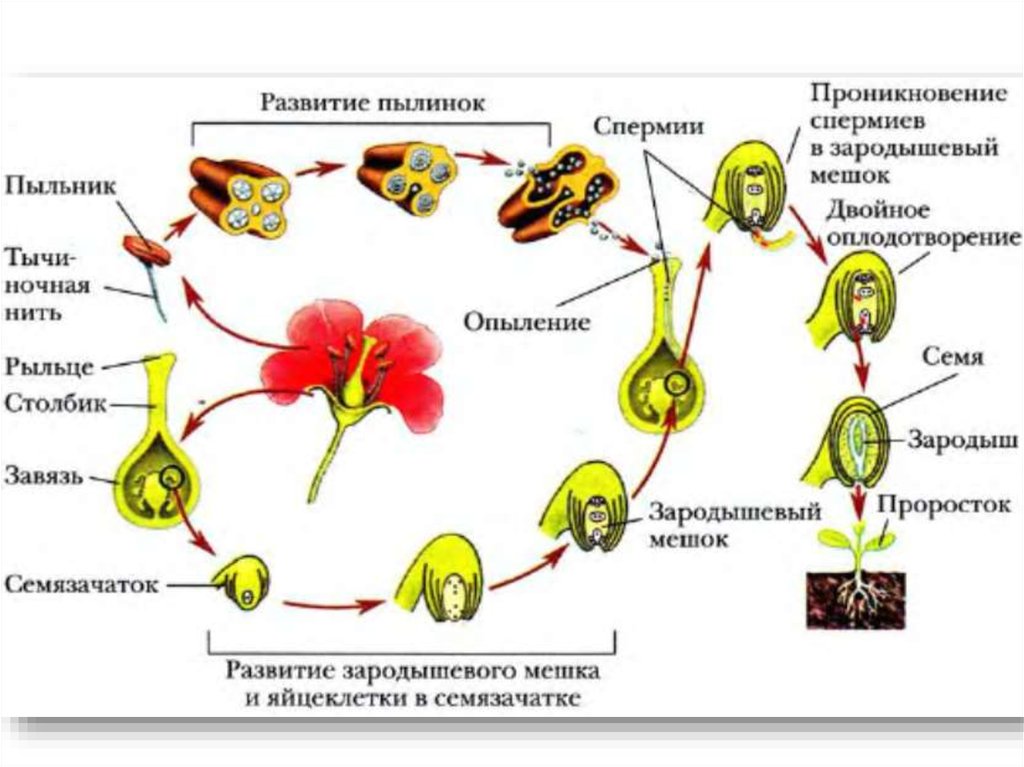 Жизненный цикл цветковых растений схема