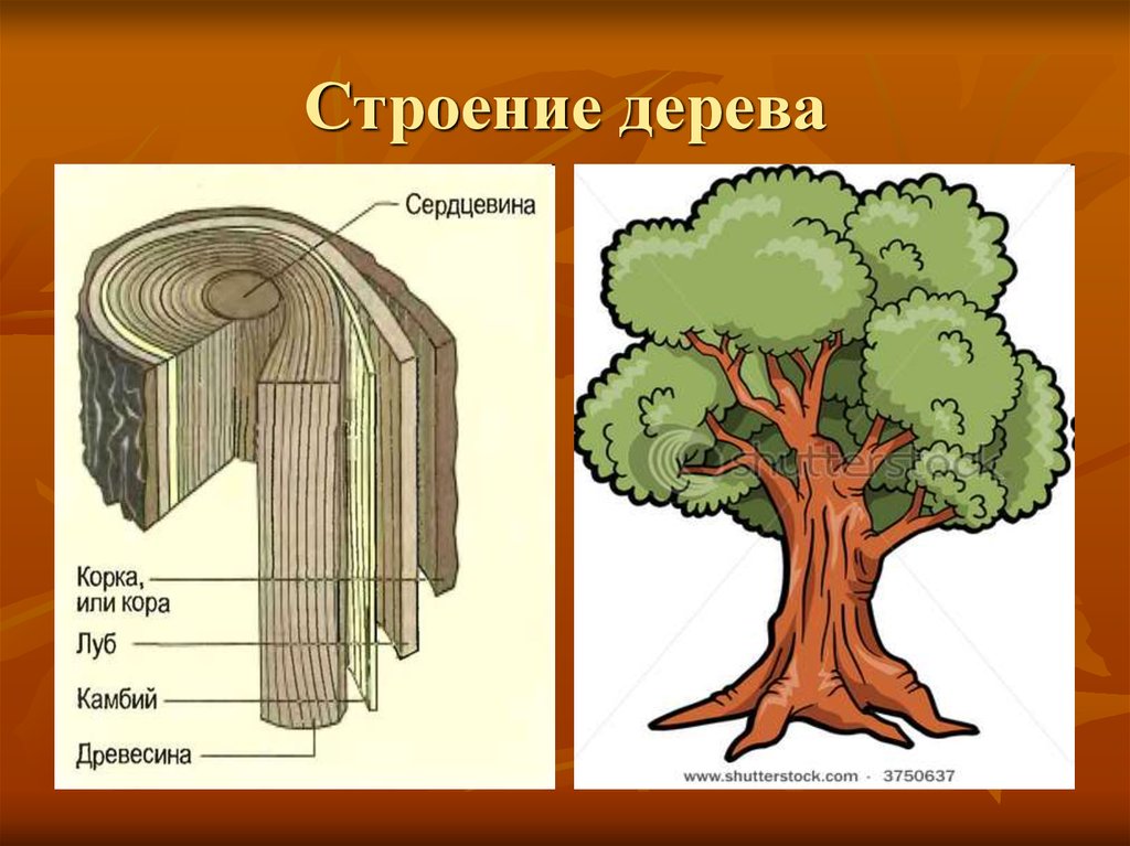 Схема строения дерева для дошкольников картинки