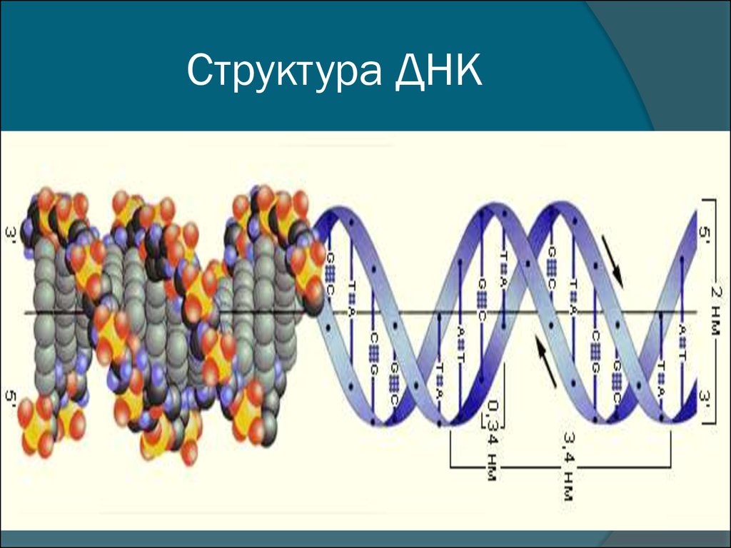 ebook половая