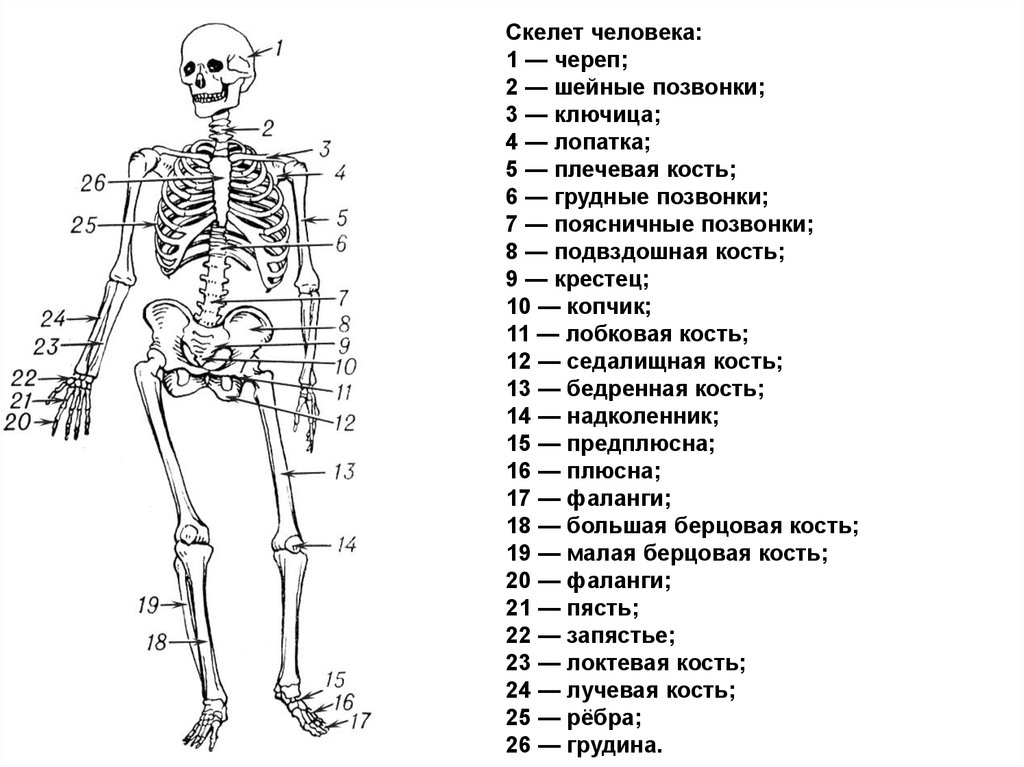 Голая пышка в кабинете анатомии 