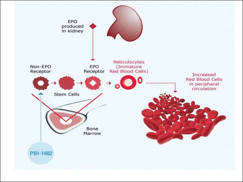 Anemia In Children презентация онлайн