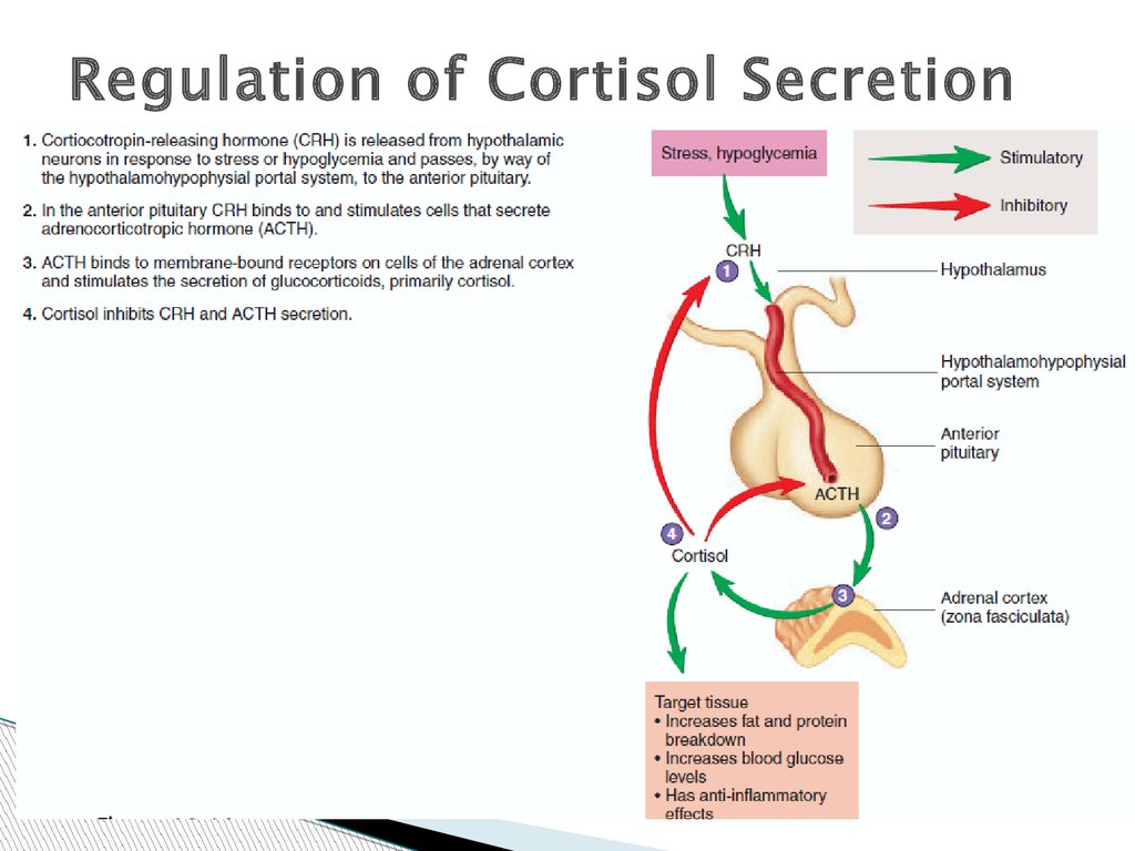 cortisol is secreted by the adrenal cortex