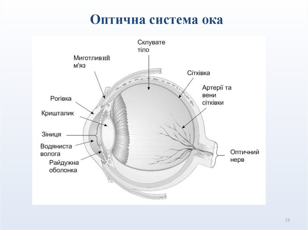 Оптична система ока