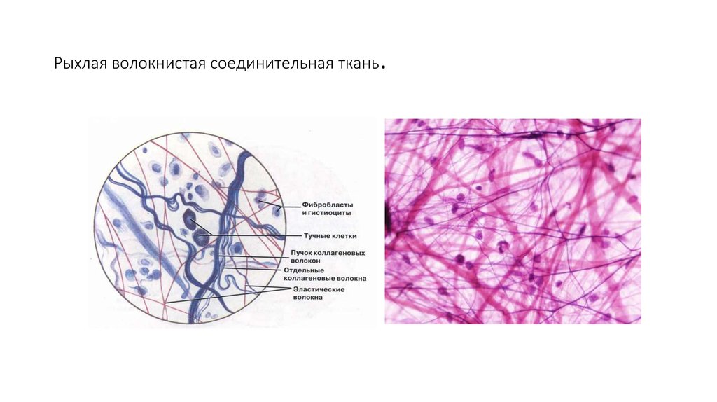 Волокнистая соединительная ткань картинки