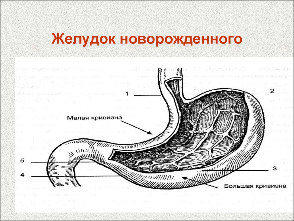 download studies on