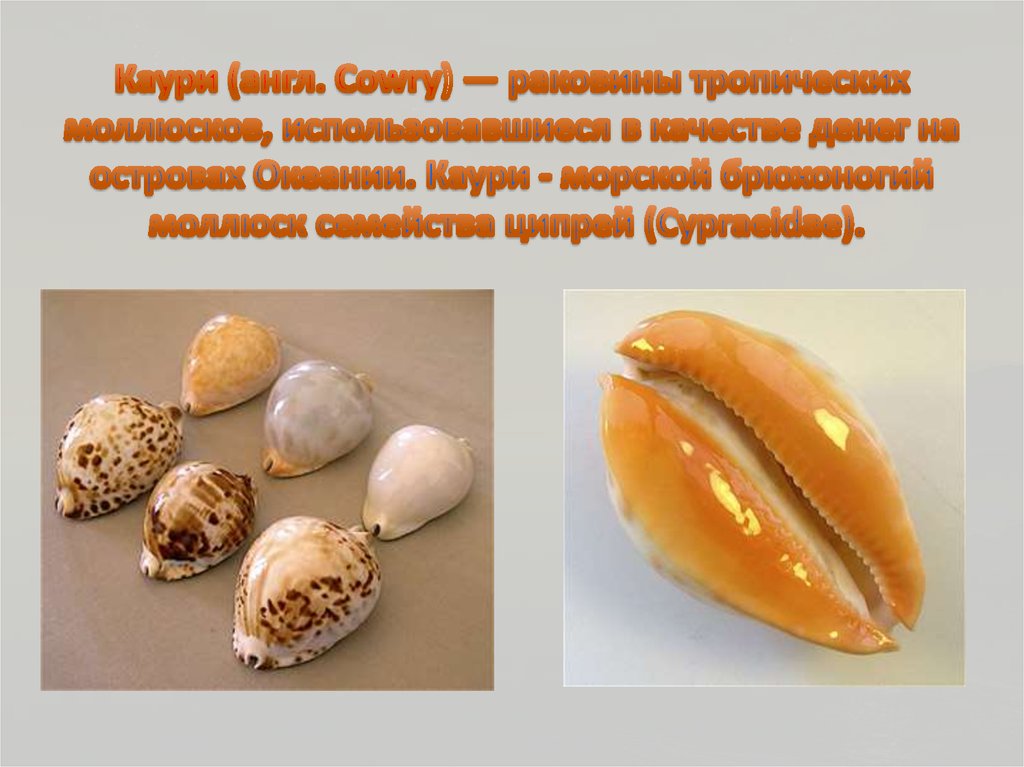 Каури (англ. Cowry) — раковины тропических моллюсков, использовавшиеся в качестве денег на островах Океании. Каури - морской брюхоногий моллю