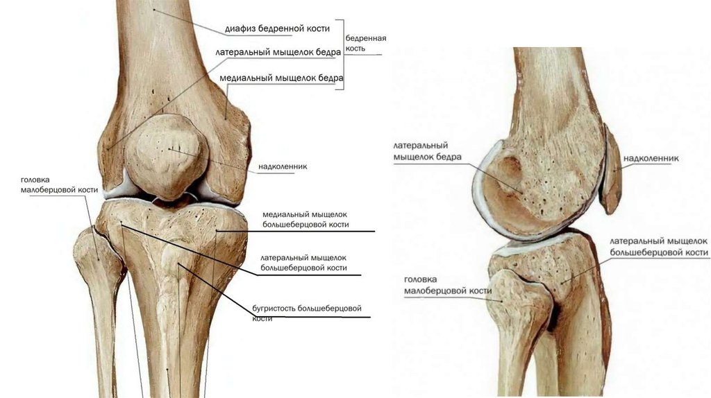 Надколенник коленного сустава анатомия