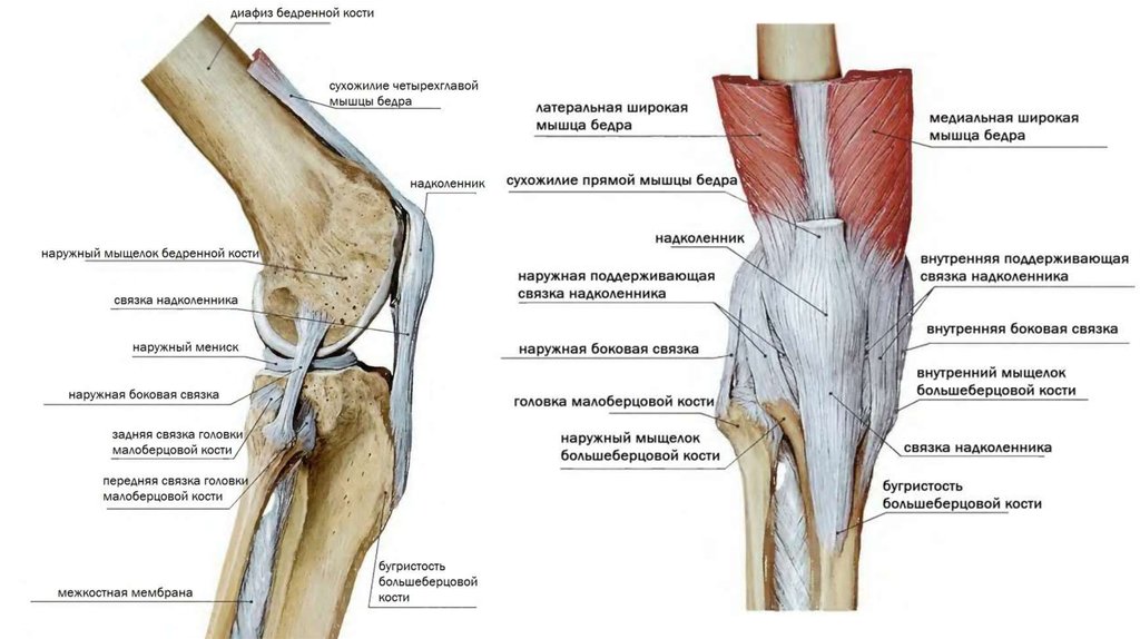 Фото коленного сустава человека с описанием костей и связок