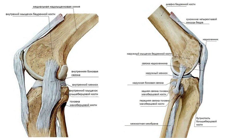 Фото коленного сустава человека с описанием костей и связок