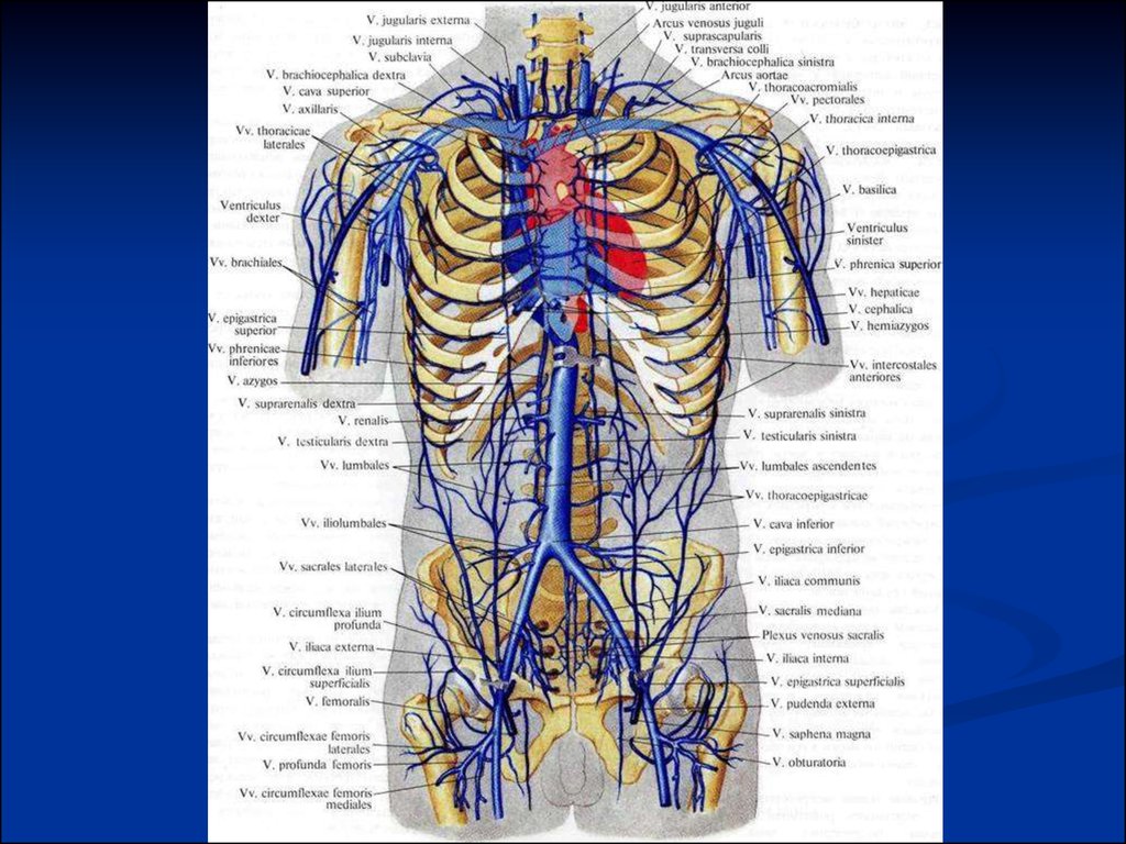 Венозная система рисунок