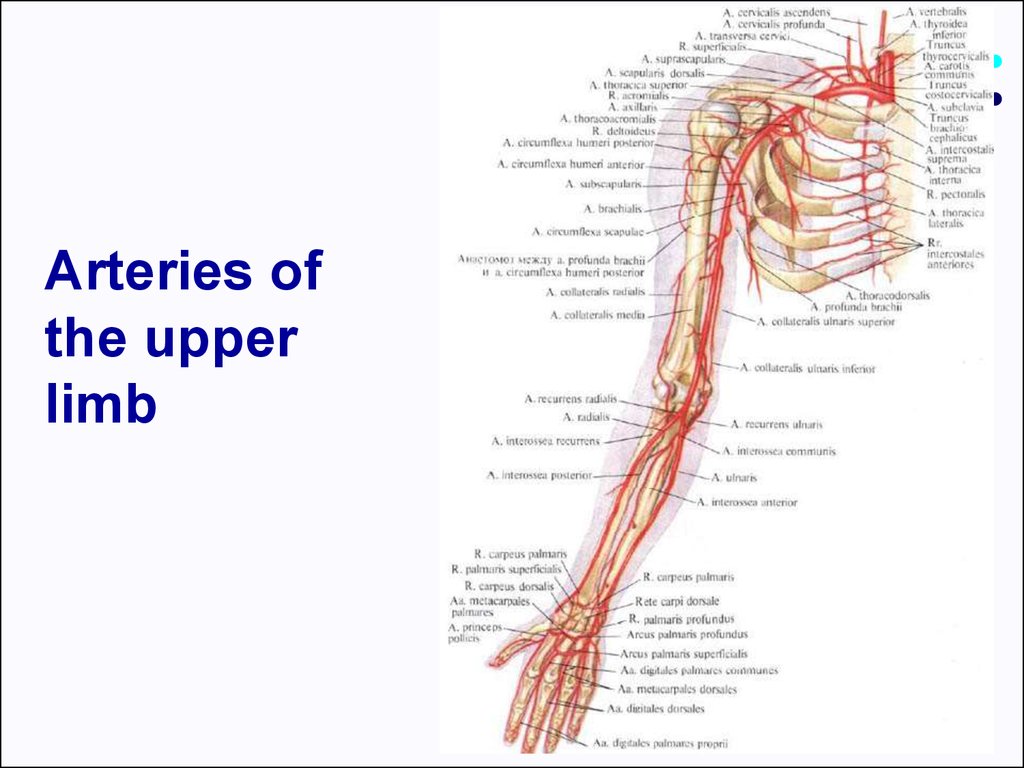 Arteries Diagram Upper Body Vascular Anatomy Of The U Vrogue Co