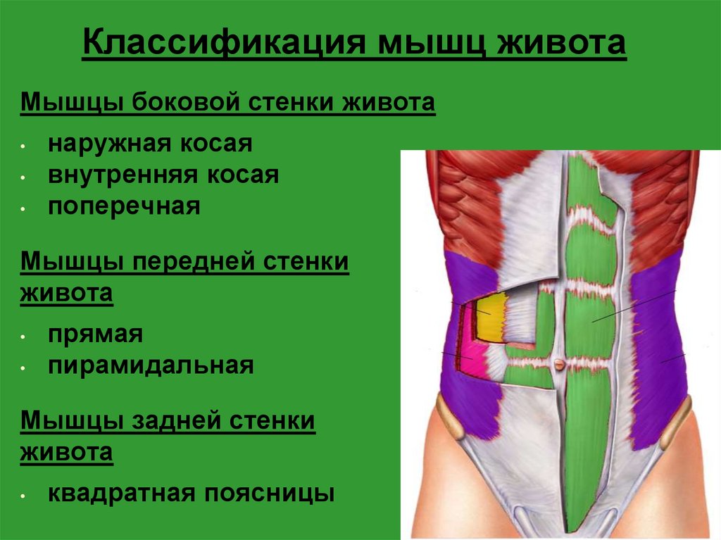 Презентация мышцы живота