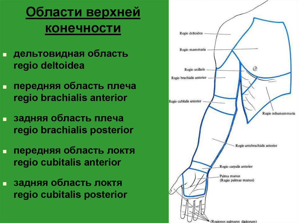 Где находится плечо у человека а где предплечье фото и название