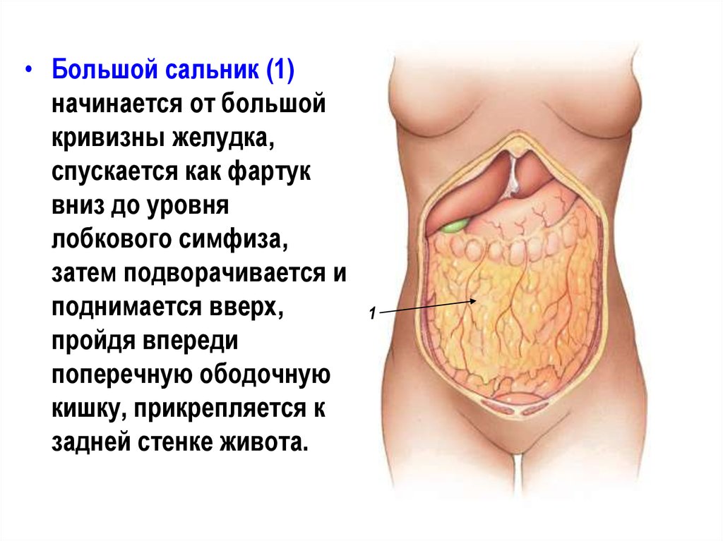 Малый сальник картинка