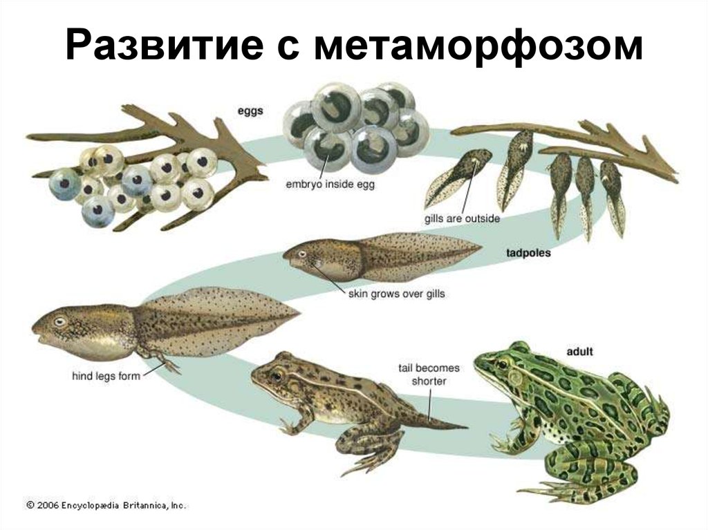 Размножение и развитие лягушки схема