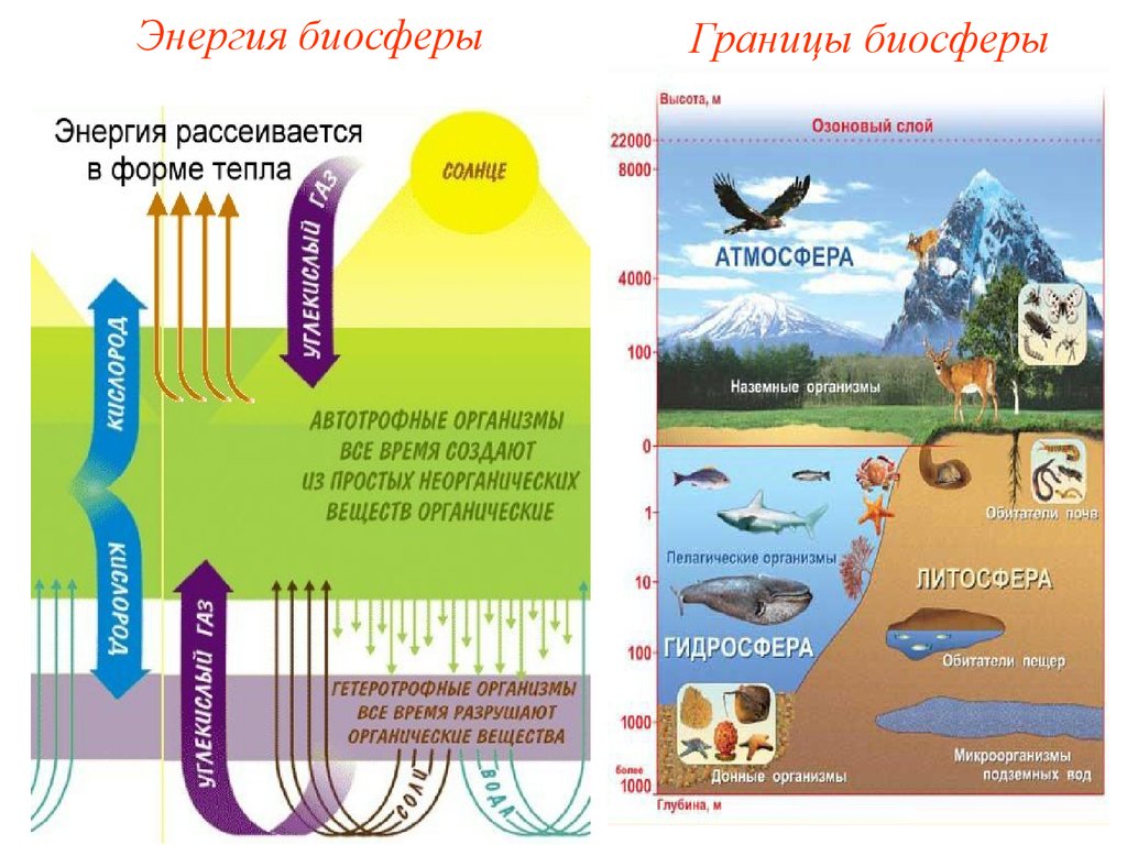 Структура биосферы картинки