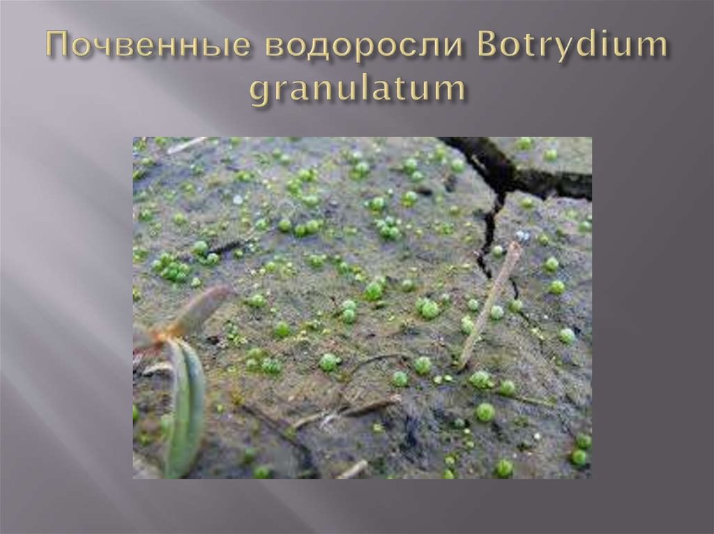 Почвенные водоросли Botrydium granulatum